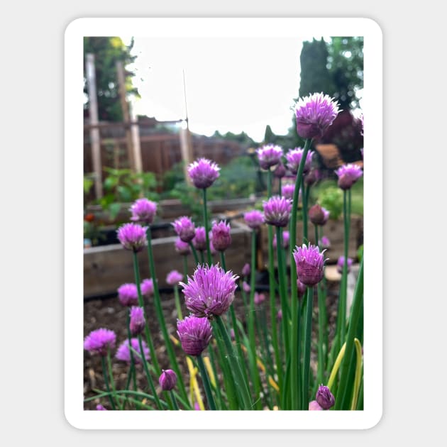 Fresh edible chive blossoms Sticker by Steves-Pics